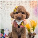 메리몰펫샵 이미지