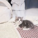 아담스펫강아지&가필드고양이 이미지