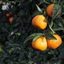 일화농장 이미지