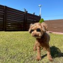 용이랑 백호랑 이미지