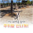 덕암 | 대전 반려동물 놀이터 덕암야구장 평일 후기 | 신탄진 한적한 강아지 운동장