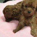 소미애견 농장 이미지