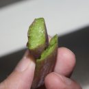 황산와송
