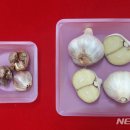 충북농업기술원 마늘연구소 이미지