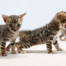 미파캐터리 이미지