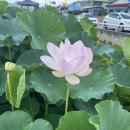 연꽃단지 화장실 이미지