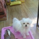 개맘대로 이미지