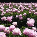 홍천건기 네이버블로그