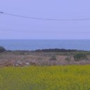 표선동서로 이미지