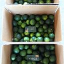 두식농원 | 더운날 청귤청으로 시원하게~~하니농원 청귤