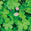 대천천2 이미지