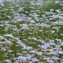 아스타축제 이미지