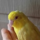 카페페스카 이미지