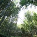 옷의나라 이미지