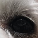 24시 핸즈동물의료센터 이미지