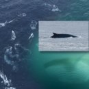 고래천국 이미지