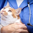 상아 동물메디컬 이미지