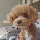 디디애견미용 네이버블로그
