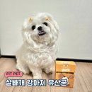 눈이부시개PET | 체중관리 필요한 강아지영양제 - FIT PET 살빼개 강아지 유산균