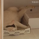 갑죽