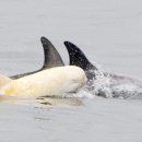 (주)알비노 이미지