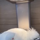 개버드스쿨