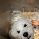 슈슈댕 천안두정점 이미지