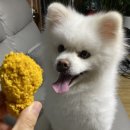 멈머(mummuh) | 강아지 수제간식 전문, 멈머(mummuh) 급여 후기