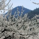 송전마을(송전) 이미지