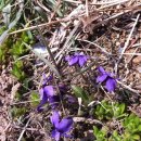 시골토종순대국 이미지