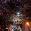 부천제일시장 벚꽃길 네이버블로그