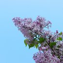 라일락 - 성남시 중원구 | 라일락