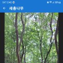 가산 영창대폭포 새총나무 이미지