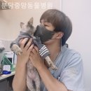 경기중앙동물병원 | 경기광주 근처동물병원 분당중앙동물병원 슬개골보호대