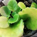 도도버드 이미지