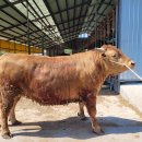 경상북도 축산기술연구소 이미지