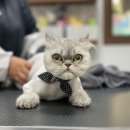 쥬디캣(Judy Cat) 이미지