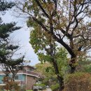 궁동생태공원 | 궁동생태공원 옆 정선옹주의 묘역과 정선옹주의 길을 걷다 / 23.11.15