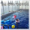 그릴메이트 | 안산 대부도 펜션밸리 독채 풀빌라 체크메이트 룩] 실내 온수풀장