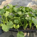 골말농장 이미지