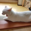 별똥PC 이미지