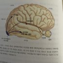 1778 | 환원주의로 추상미술 보기 『어쩐지 미술에서 뇌과학이 보인다』