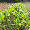 다래농원 이미지