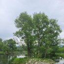 우두강둑길 이미지