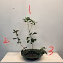 화훼장식 기능사(꽃꽂이) 이미지