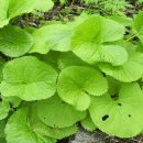 원당민박 이미지