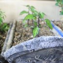 가채리식당 이미지