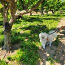 사랑스럽댕 이미지