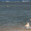 kiteboarding in phan rang vietnam 2019 이미지