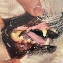 닥터k동물병원 이미지